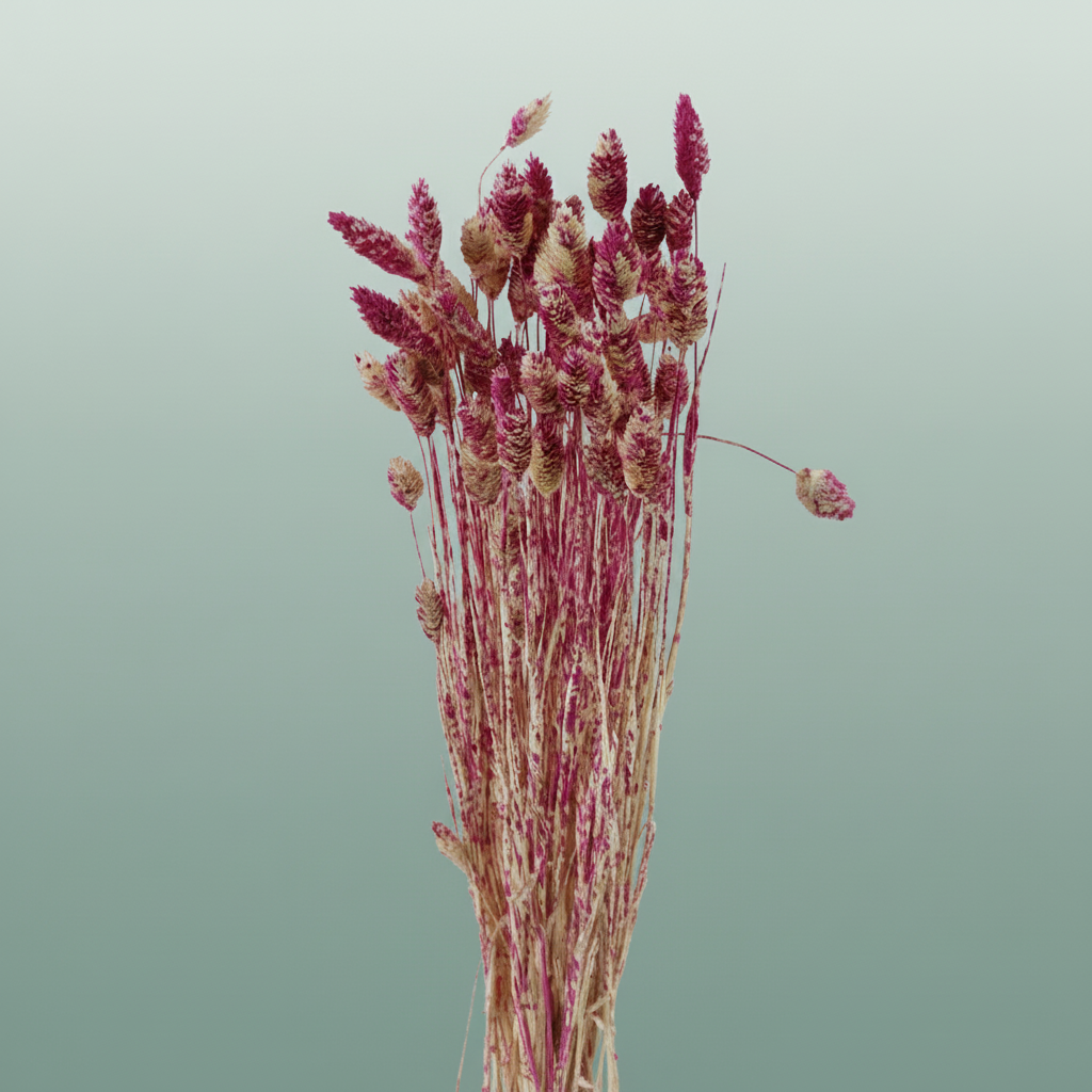 Dried Artz Phalaris Rafael