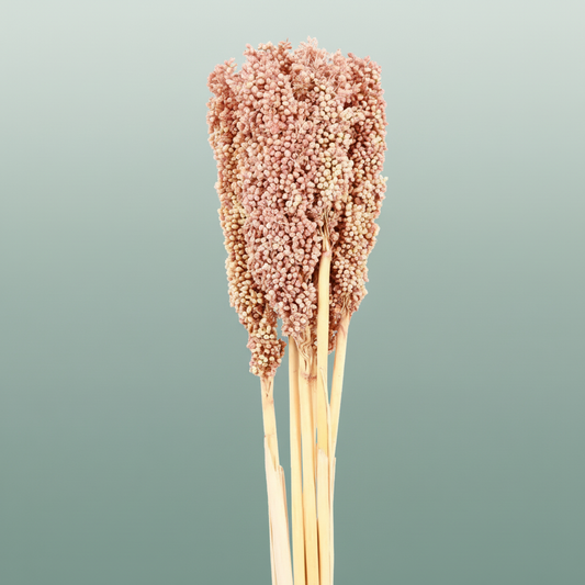 Dried Sorghum Soft Pink