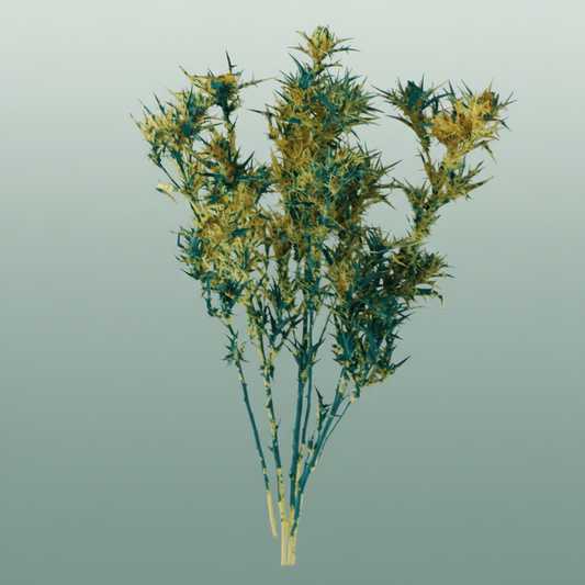 Dried Artz Cardi Van Gogh