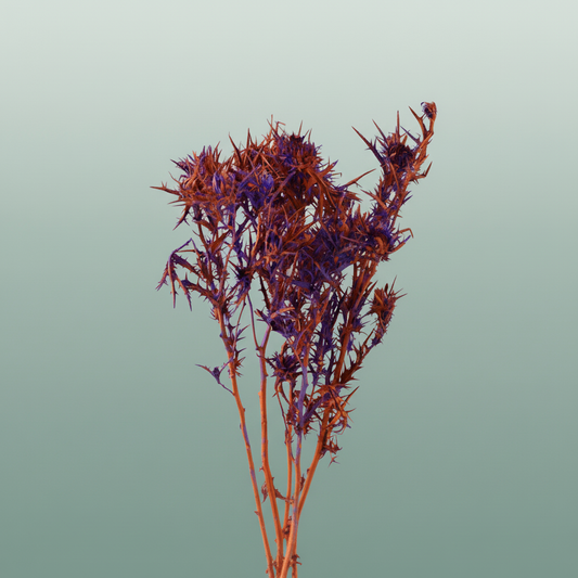 Dried Artz Cardi Vermeer