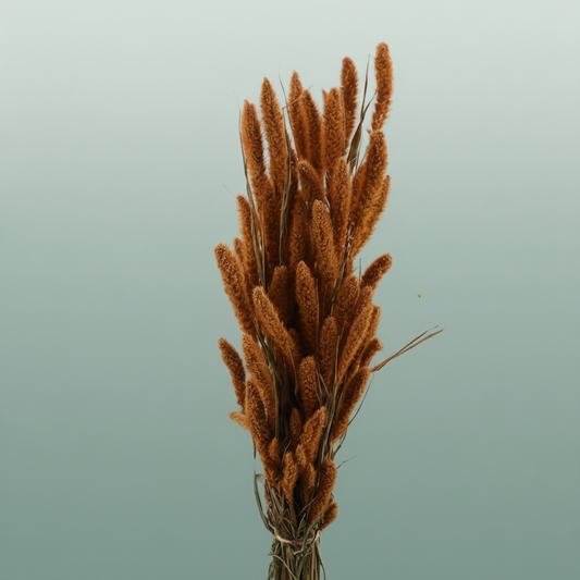 Dried Setaria Frosted Salmon