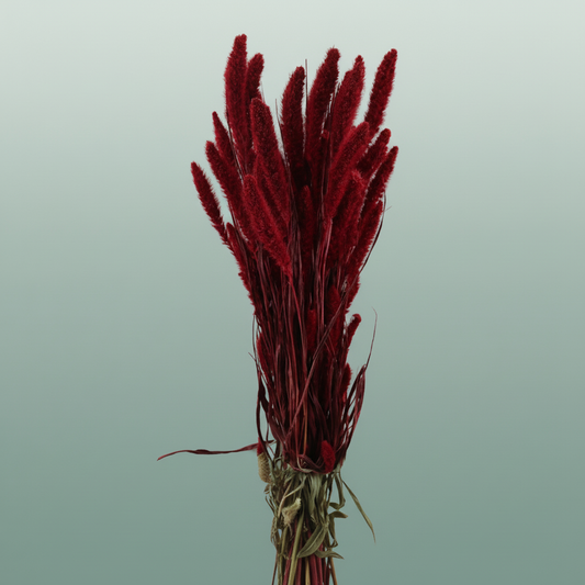 Dried Setaria Red