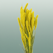 Dried Setaria Yellow