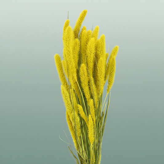 Dried Setaria Yellow