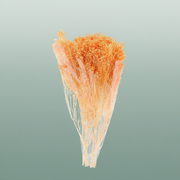 Dried Brooms Salmon