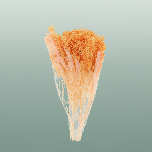 Dried Brooms Salmon