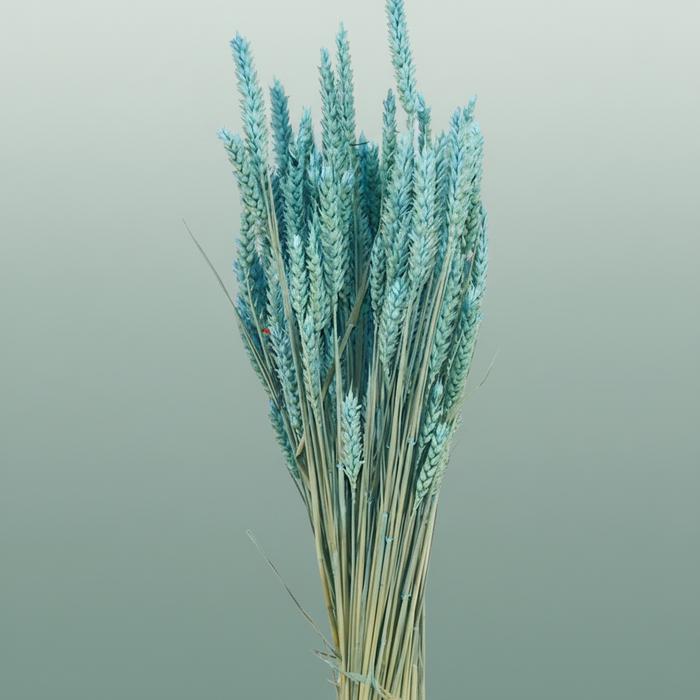 Dried Triticum Light Blue