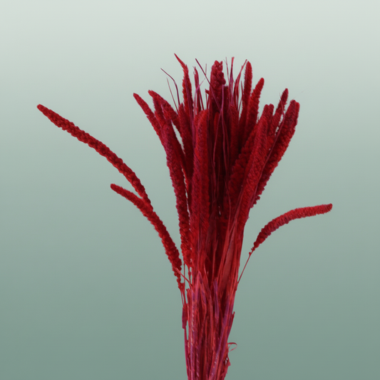 Dried Artz Setaria Monet