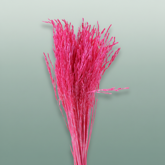 Dried Artz Rice Grass Rembrandt