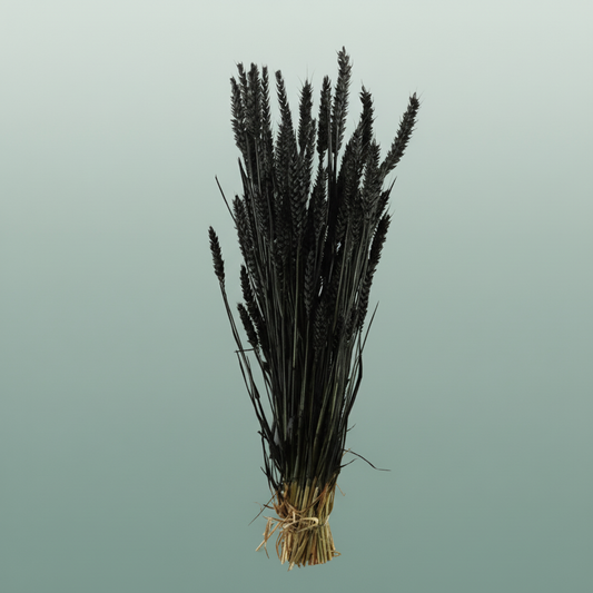 Dried Triticum Black
