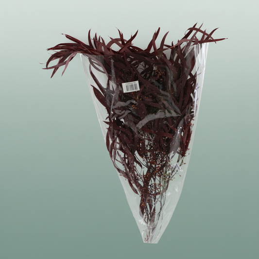 Pres Eucalyptus Nicoly Red