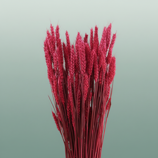 Dried Triticum Cerise