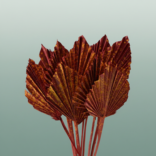 Dried Artz Palm Spear Picasso