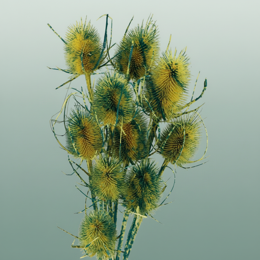 Dried Artz Cardistella Van Gogh