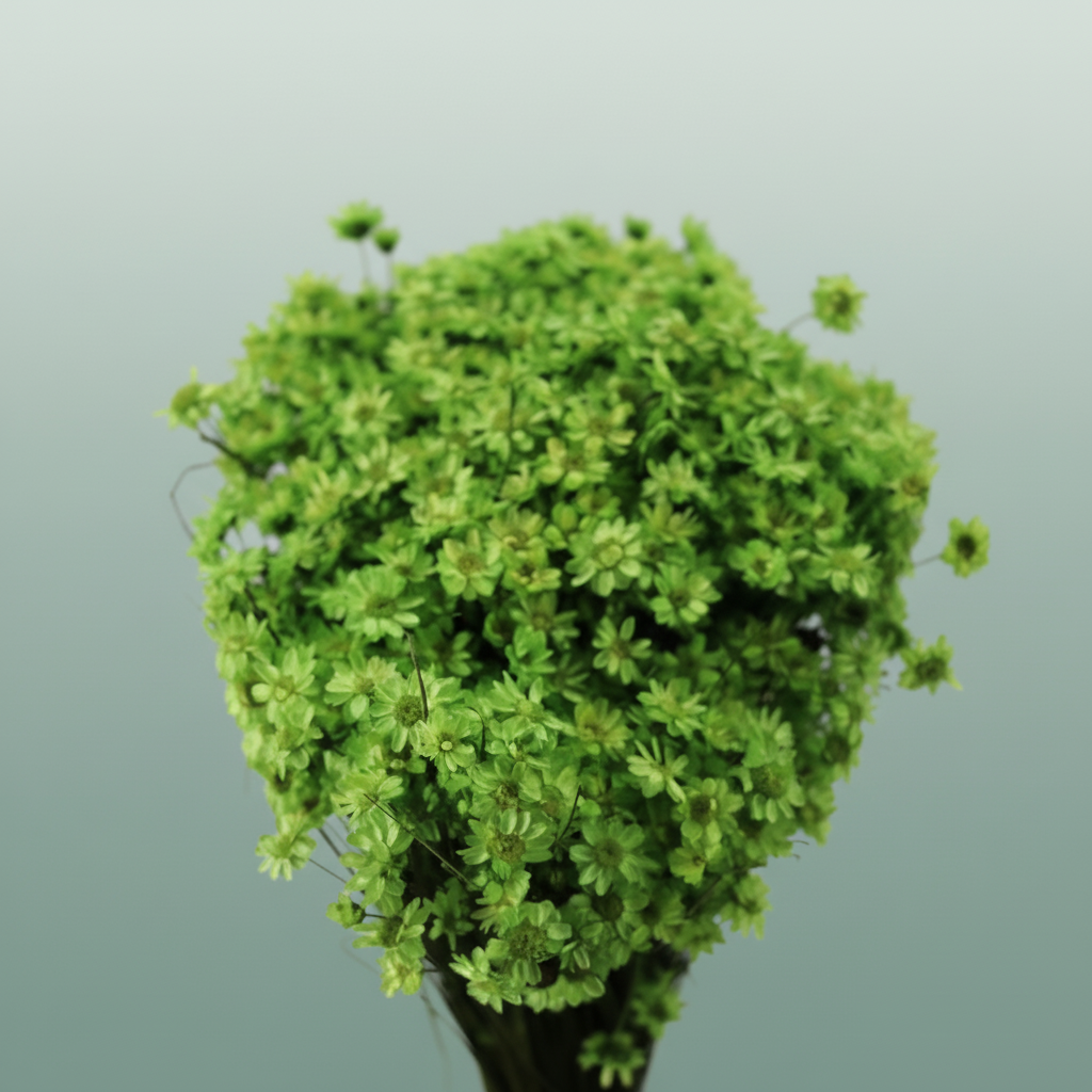 Dried Glixia Lightgreen