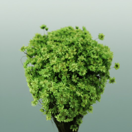 Dried Glixia Lightgreen