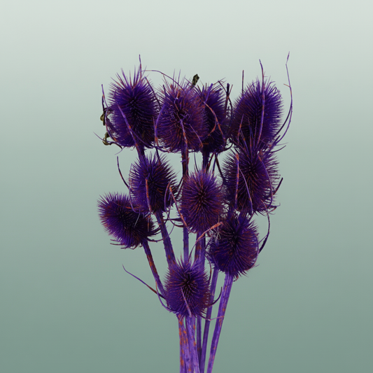 Dried Artz Cardistella Vermeer