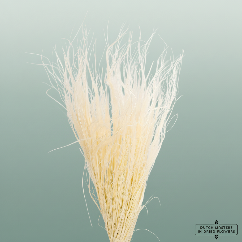 Dried Stypa Penata Bleached