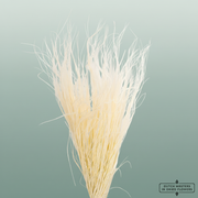 Dried Stypa Penata Bleached