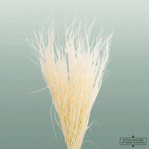 Dried Stypa Penata Bleached