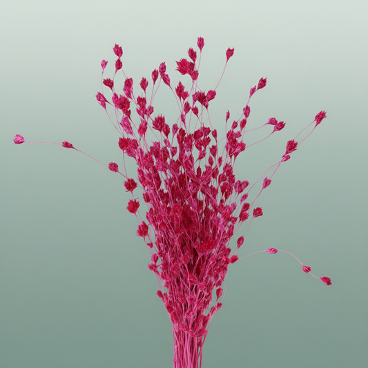 Dried Artz Wheep Bamboo Rembrandt