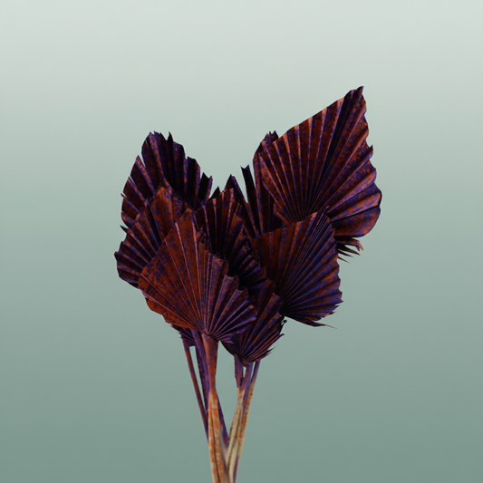 Dried Artz Palm Spear Vermeer