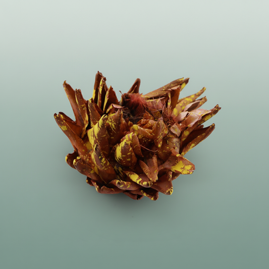 Dried Artz Cynara Heads Gaugain