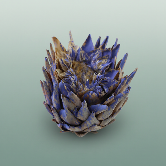 Dried Artz Cynara Heads Matisse