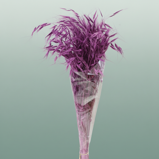Dried Avena Salv Purple