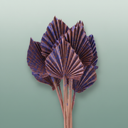 Dried Artz Palm Spear Da Vinci