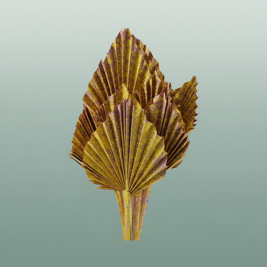 Dried Artz Palm Spear Gaugain