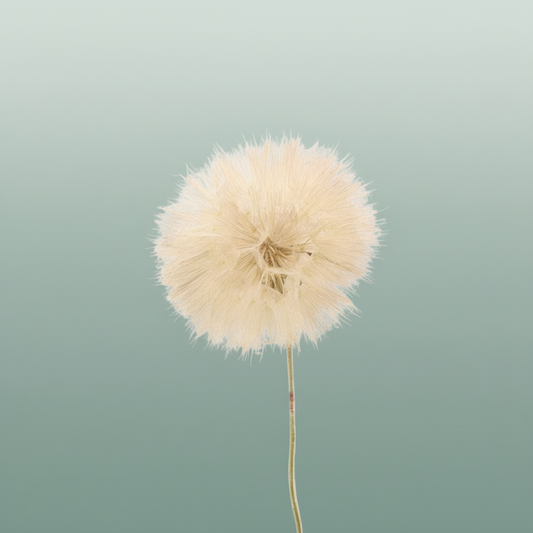 Pres Puste Flower Coffee