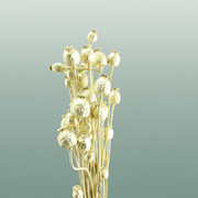 Dried Papaver Gold