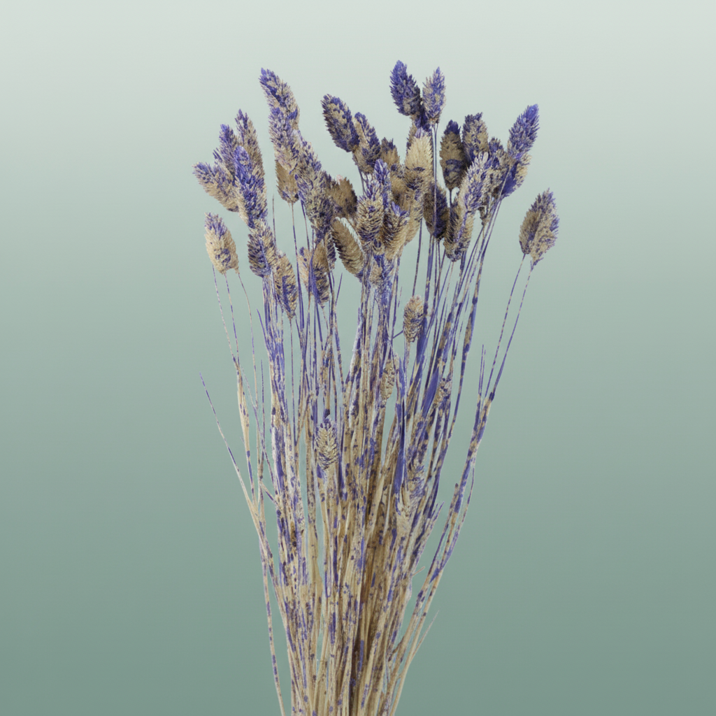 Dried Artz Phalaris Matisse