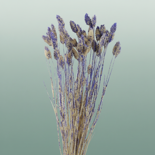 Dried Artz Phalaris Matisse