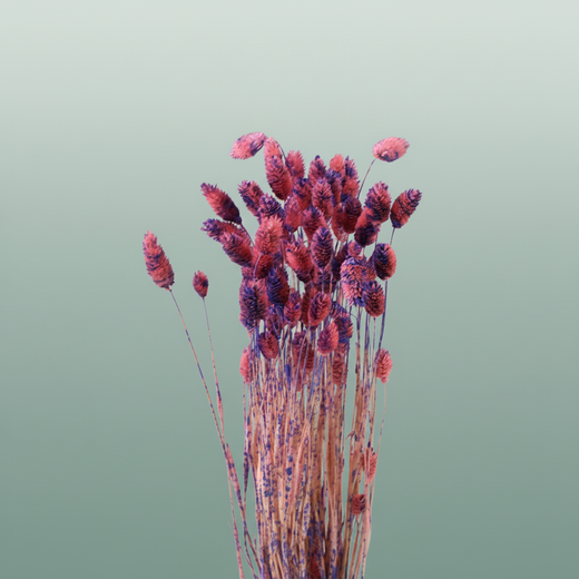Dried Artz Phalaris Da Vinci