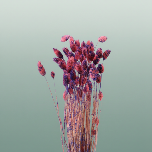 Dried Artz Phalaris Da Vinci