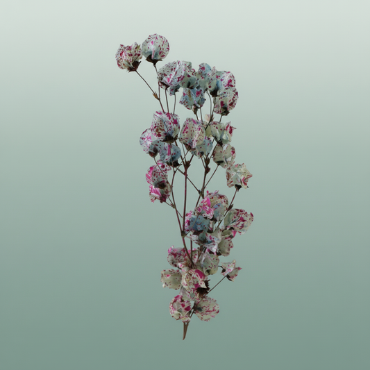 Dried Artz Bougainvillea Rubens