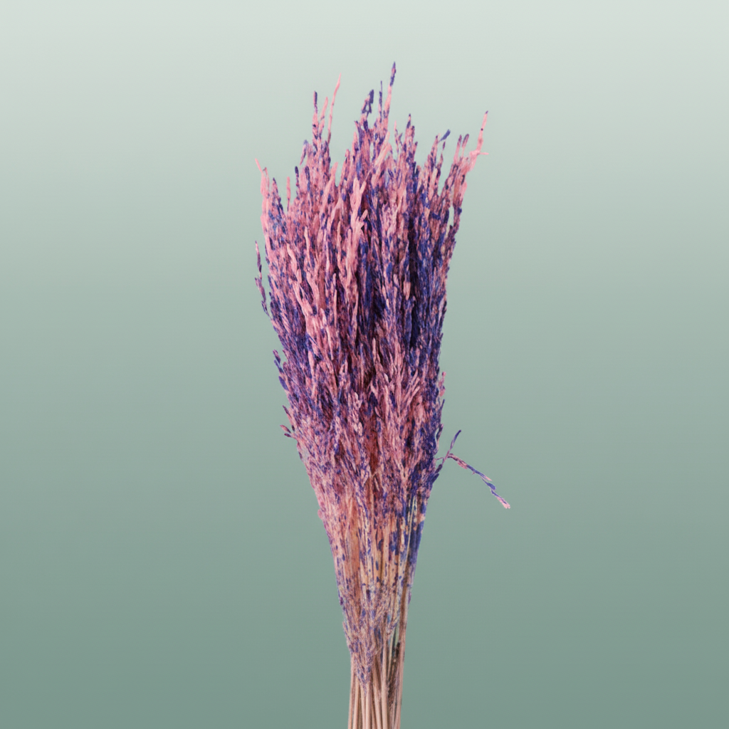 Dried Artz Rice Grass Da Vinci