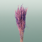 Dried Artz Rice Grass Da Vinci