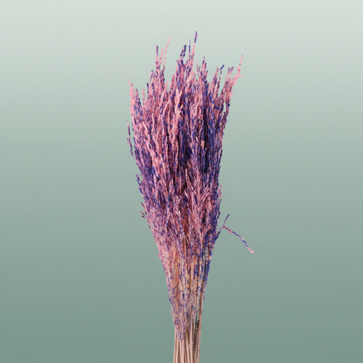 Dried Artz Rice Grass Da Vinci