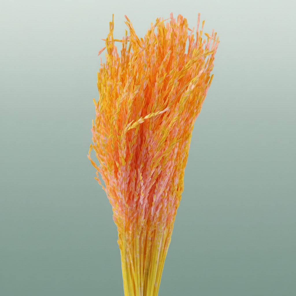 Dried Artz Rice Grass Gaugain