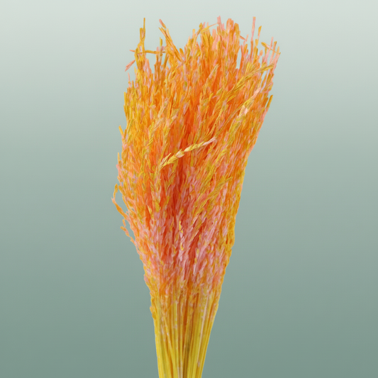 Dried Artz Rice Grass Gaugain