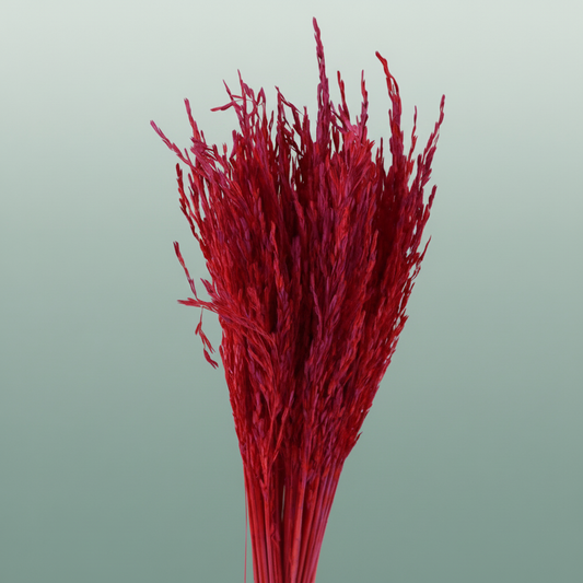 Dried Artz Rice Grass Monet