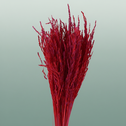 Dried Artz Rice Grass Monet