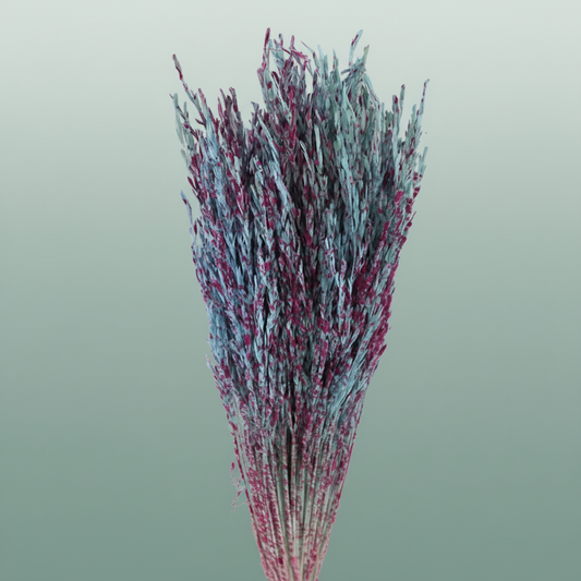 Dried Artz Rice Grass Rubens