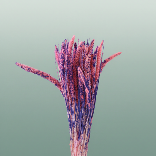 Dried Artz Setaria Da Vinci