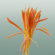 Dried Artz Setaria Gaugain