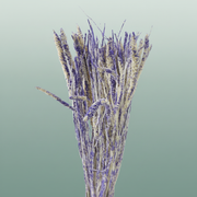 Dried Artz Setaria Matisse