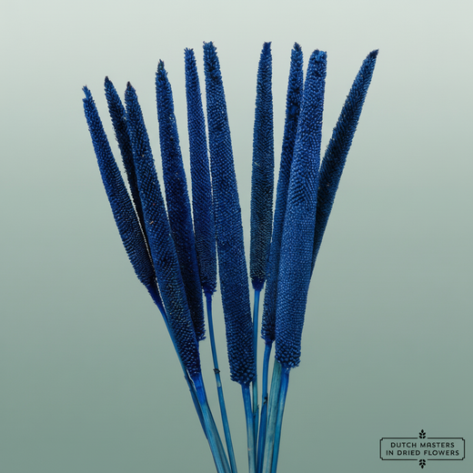 Dried Babala Dark Blue
